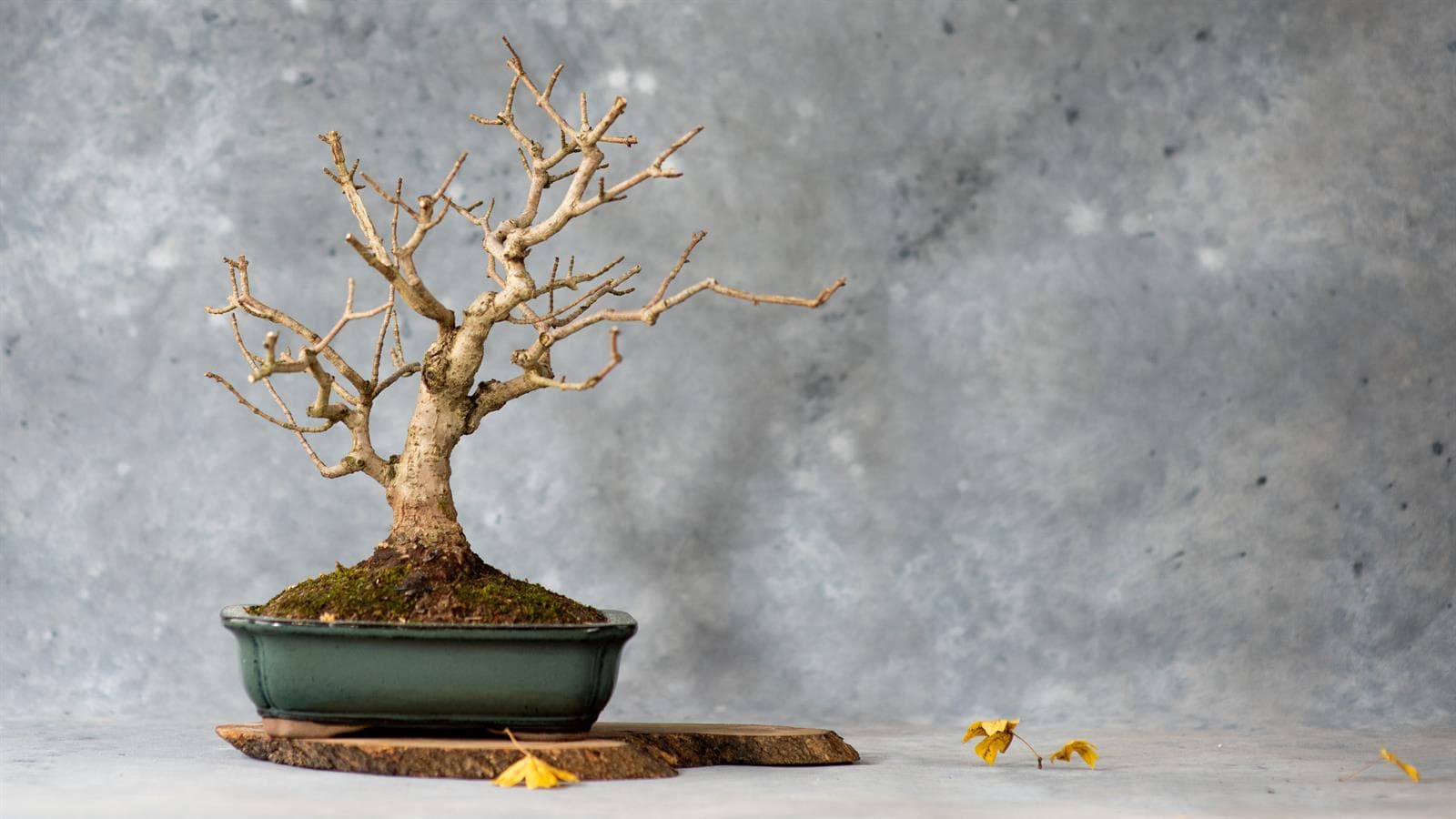 Field maple bonsai in winter silhouette against a neutral backdrop