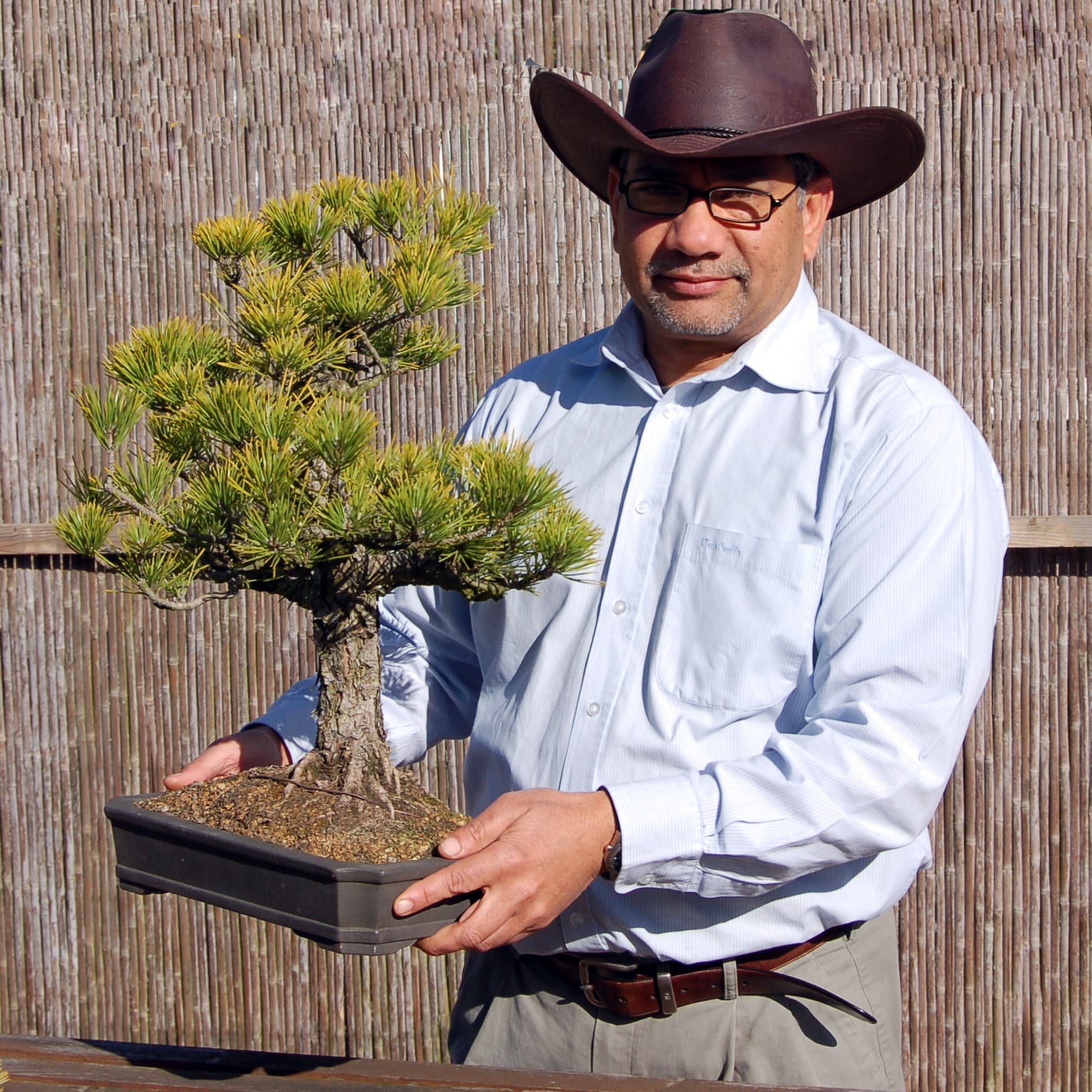 Mark D'Cruz working on a Japanese black pine bonsai at Kew Gardens