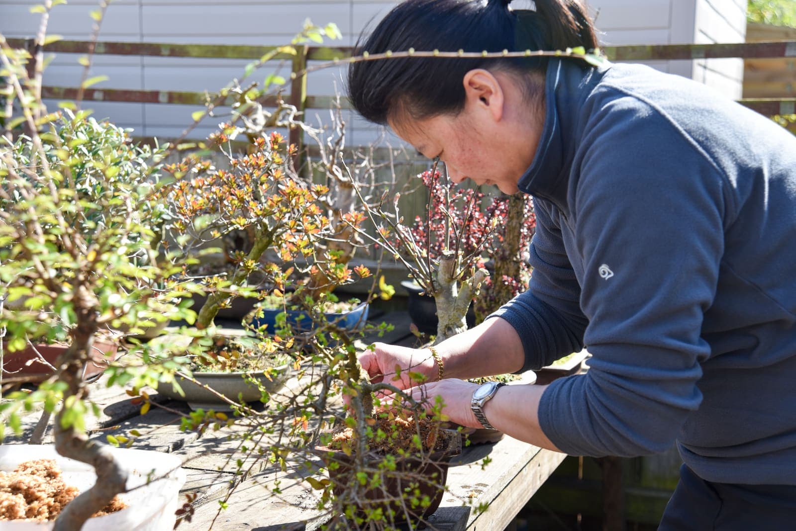 Students working with bonsai outdoors in the nursery sunshine