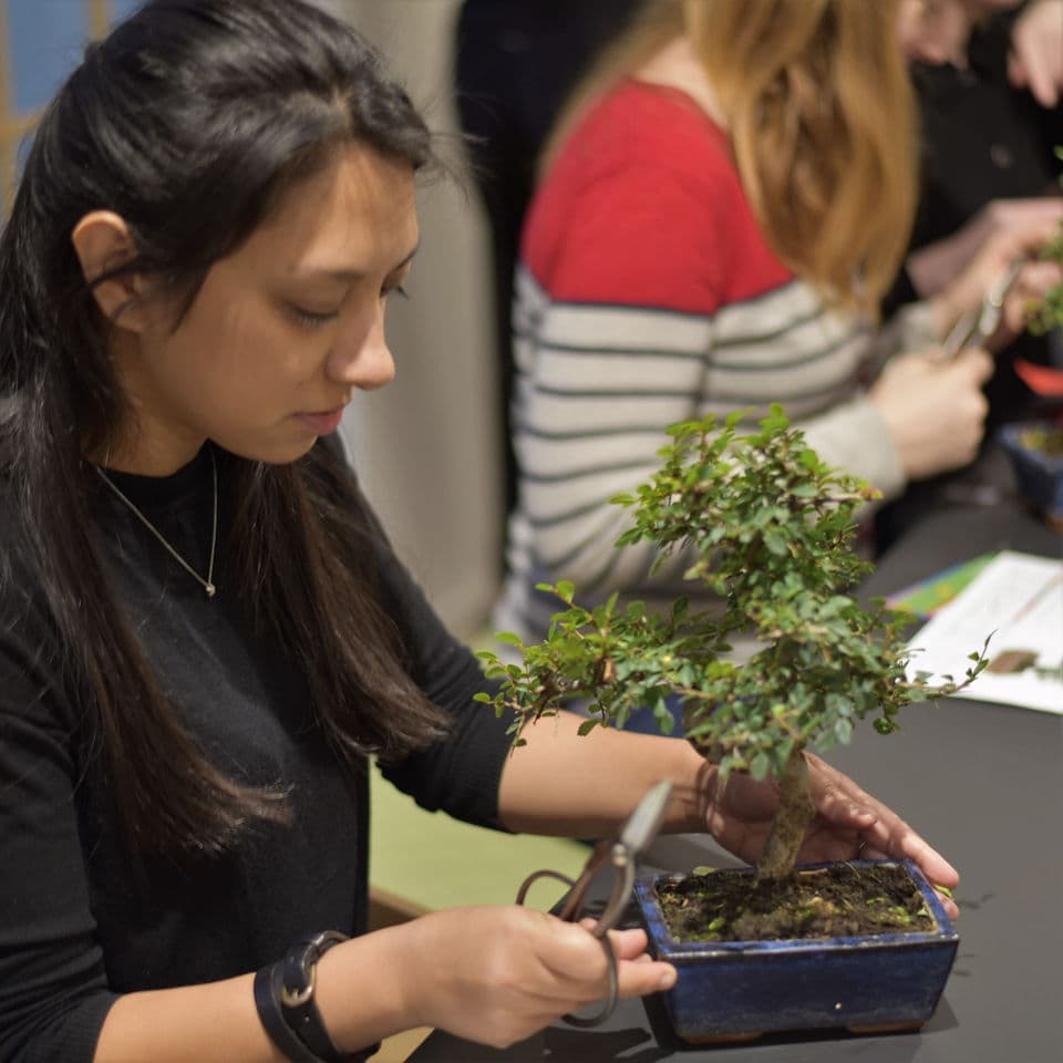 Hands-on corporate bonsai learning session