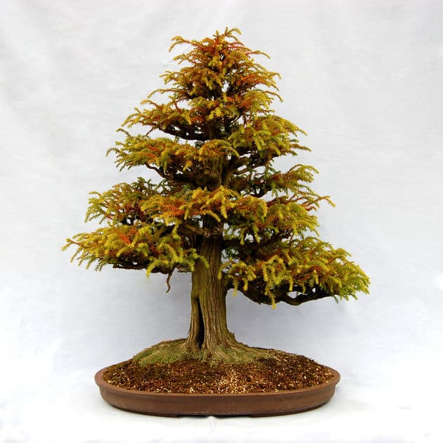 Bonsai photography and video production setting